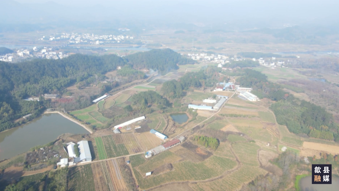 歙县桂林镇百亩迷迭香迎来首采