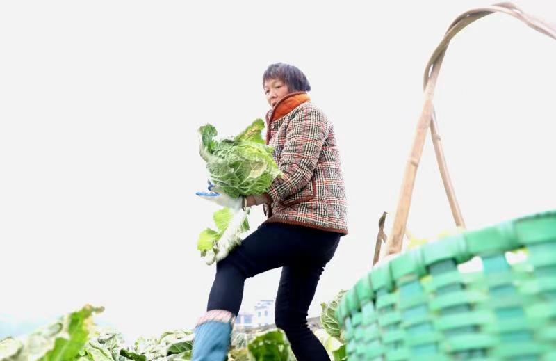 歙县：助农赶收过冬菜