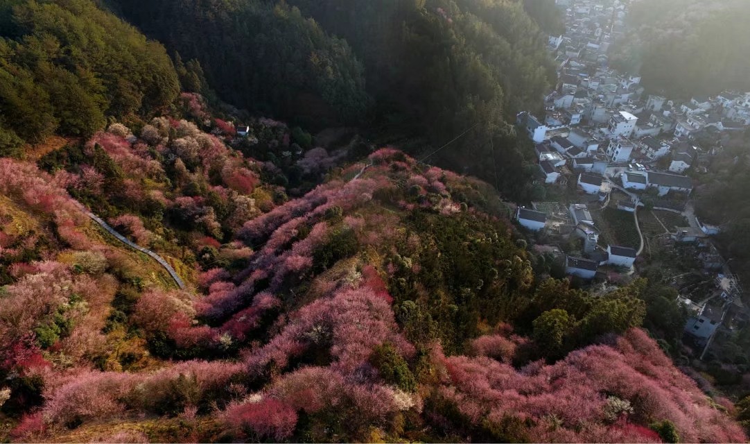 为什么是卖花渔村？