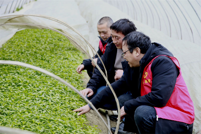 祁门县祁山镇：农技服务似春风 化冰融雪稳产收