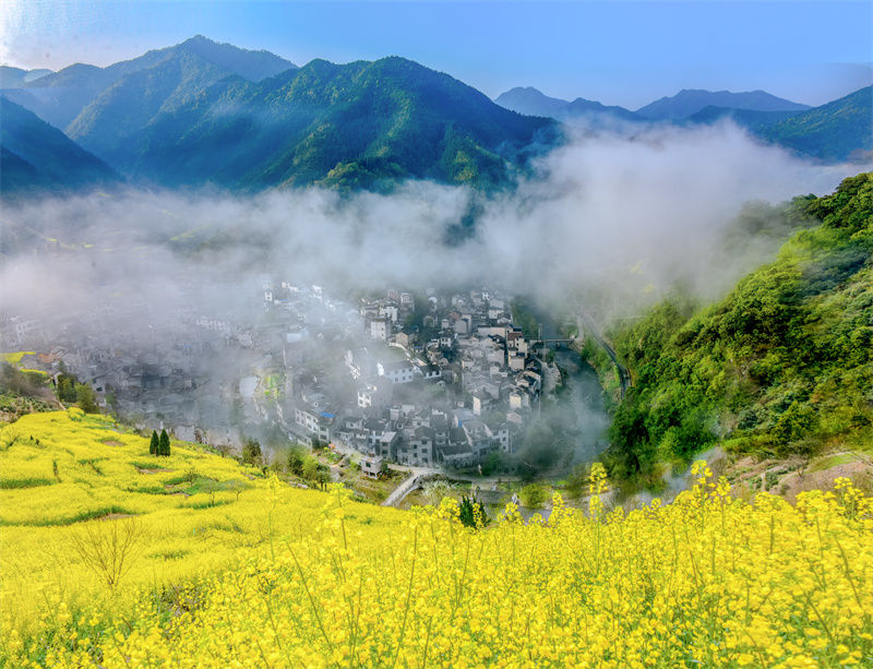 歙县岔口镇：重启油菜花册