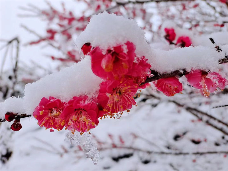 歙县霞坑镇：白雪铺毡添景丽  红梅吐锦染春新