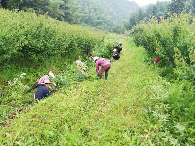 黟县西递镇： 党建引领村集体经济发展提质增效