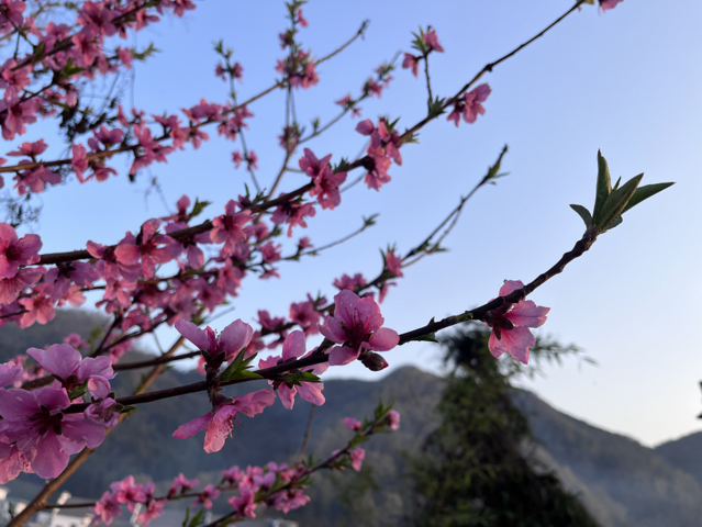 歙县霞坑：桃花盛开 春意盎然