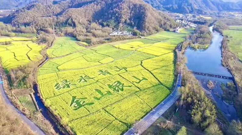 黟县美溪乡：油菜花开迎来客  花田绘出“美生活”
