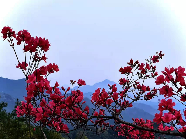 ​人间四月芬芳荟，百里杜鹃烂漫开
