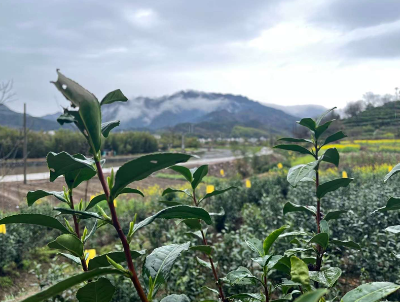 歙县许村镇：三月茶香溢，采茶收茶忙