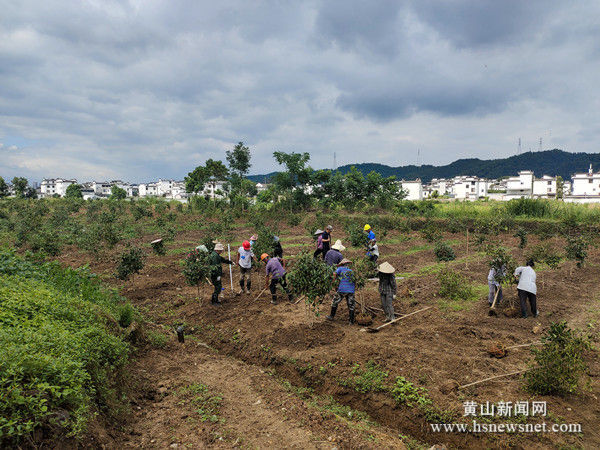 屯溪区南溪南村：走农文旅融合道路 打造乡村振兴新风貌