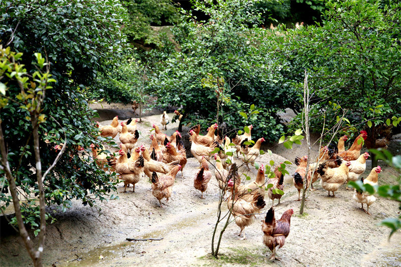 祁门县祁山镇：特色养殖 带富乡邻