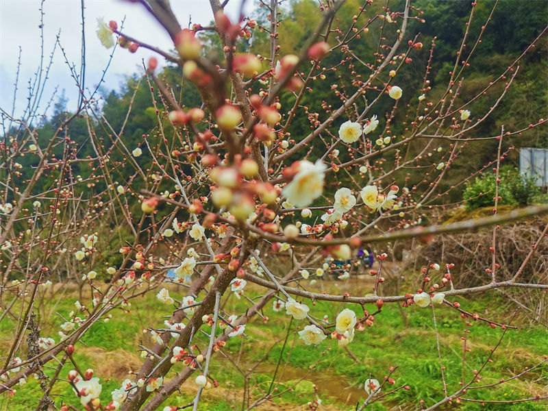 歙县森村乡：缤纷梅花春意浓