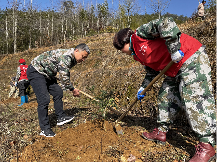歙县北岸镇：  植树育产业，增绿又增收