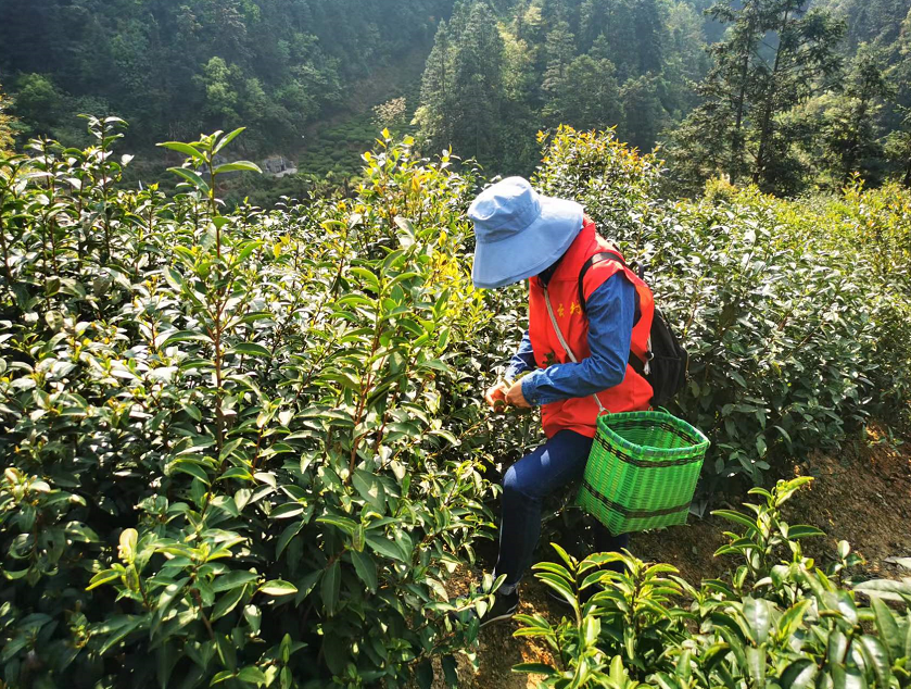 屯溪区屯光镇：春光正明媚 助农采茶行