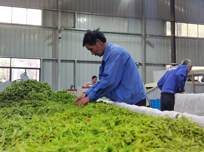 歙县北岸镇：机械制茶增效益  乡村振兴展笑颜