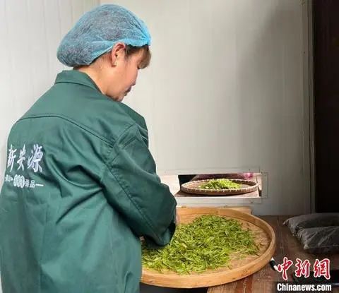 呵护新安江源头生态！安徽花甲老人坚持三十载做有机茶！