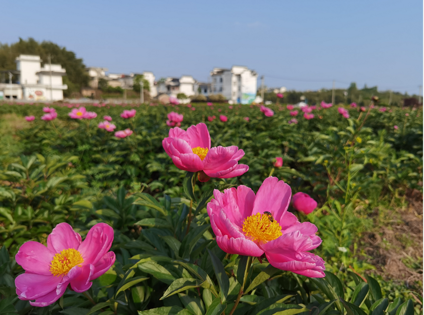 徽州区潜口镇东山村：芍药“花”开助振兴