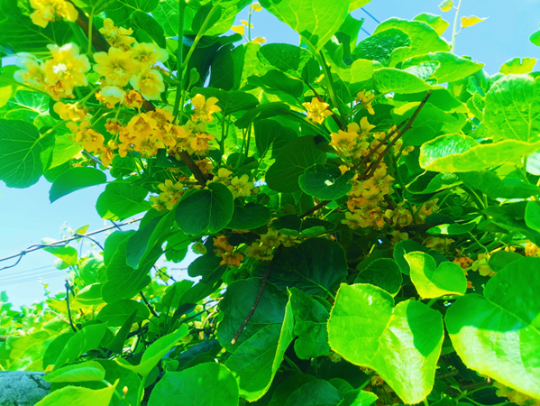 歙县森村乡：猕猴桃花开芳香沁心脾