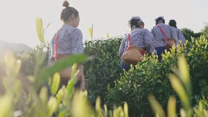 好山好水孕好茶 生态猴魁助农奔小康
