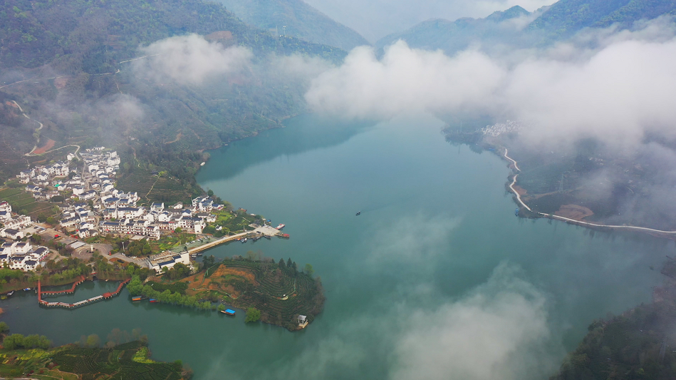 新明乡猴坑村：茶乡好风光  产业振兴忙