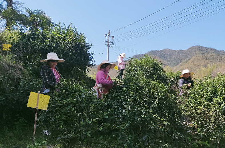 休宁县白际乡：高山茶香引客来