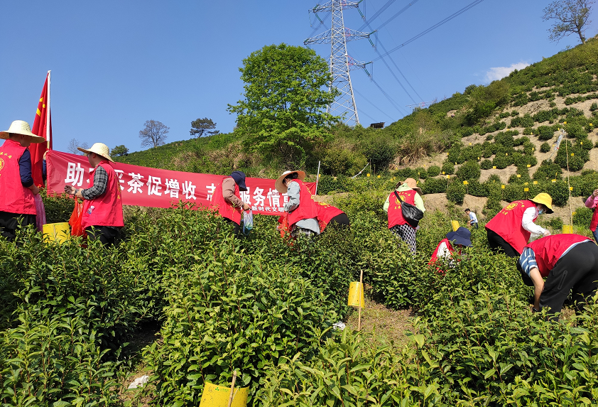 休宁县：“松萝香茗”“满天星”