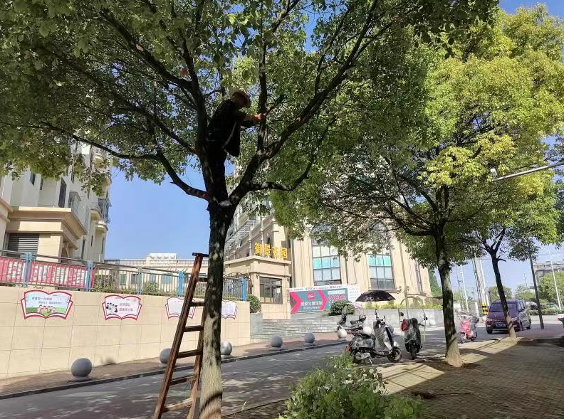 休宁经开区：及时修剪树枝 保证居民采光 