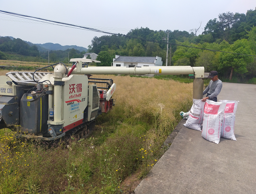 休宁县渭桥乡开“镰”收割油菜