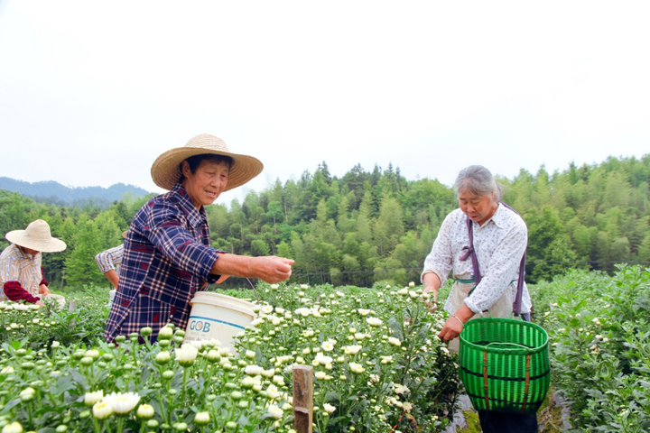 徽州区：120亩“七月菊”进入首次采摘期
