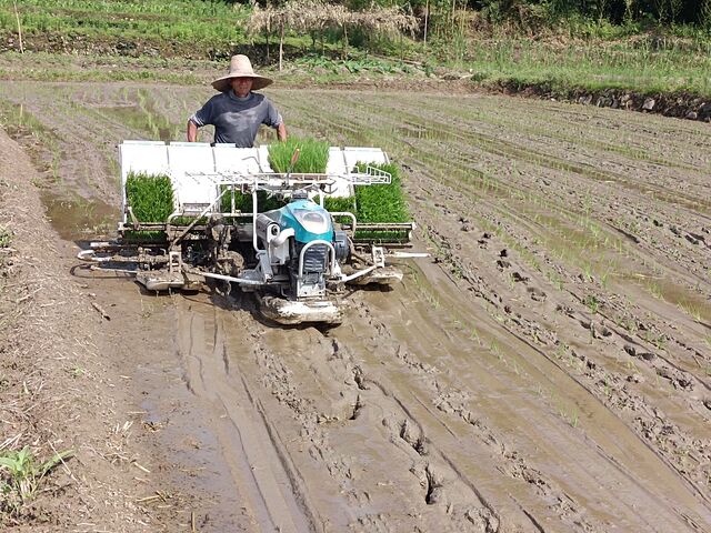 休宁县商山镇：基地机械化种植 促粮食增产增收