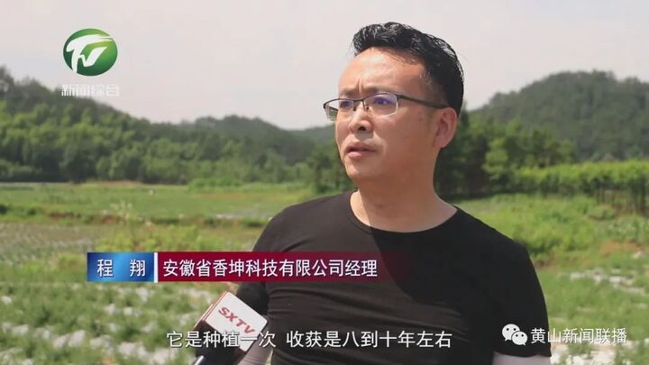 歙县：订单种植迷迭香 抛荒地变身“清香园”
