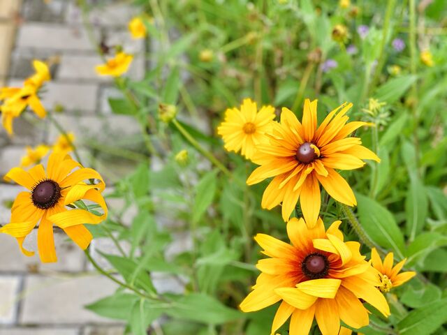 歙县桂林镇：聚力节点打造 提速乡村振兴