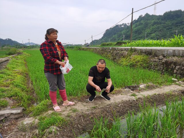 休宁县东临溪镇：科技特派员田间把脉问诊促振兴