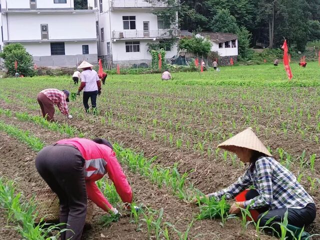 黟县美溪乡：试点“黑黄金” 打造示范种植门面