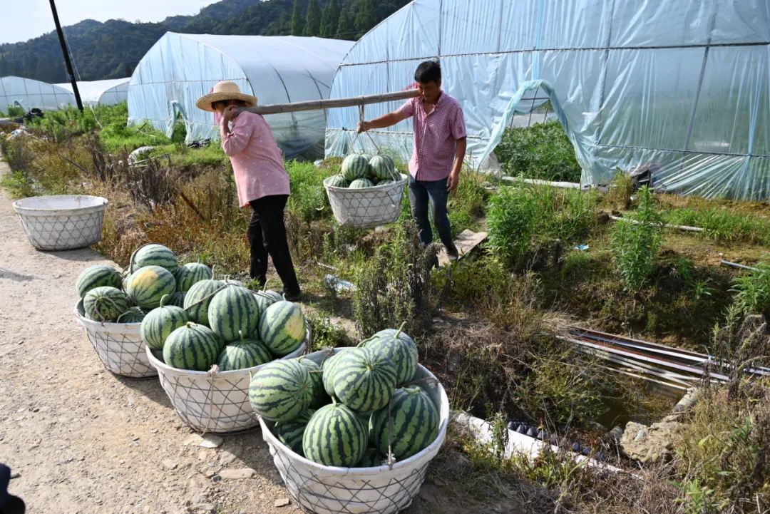 【奋进新征程 建功新时代】芳村村：瓜果飘香产业兴