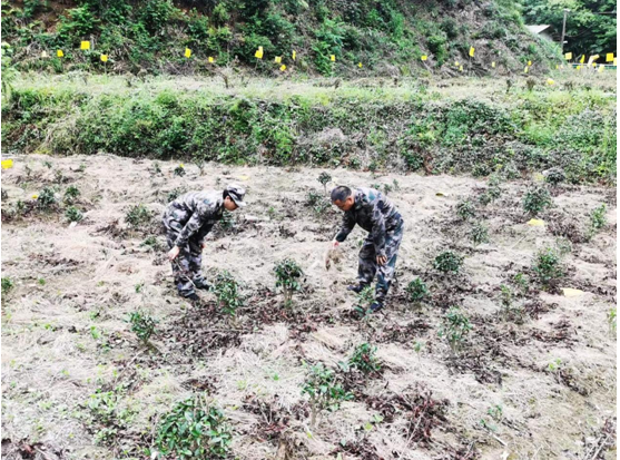 祁门县新安镇：  茶园绿色防控快一步，茶叶质量安全上一层