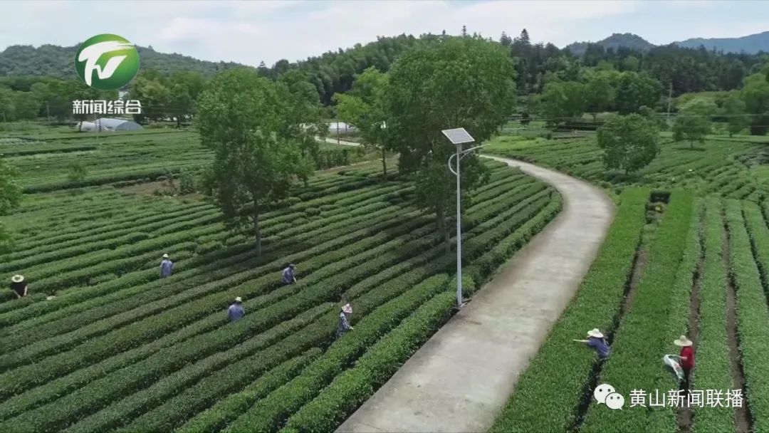 祁门：夏茶生产和外贸逆势上扬