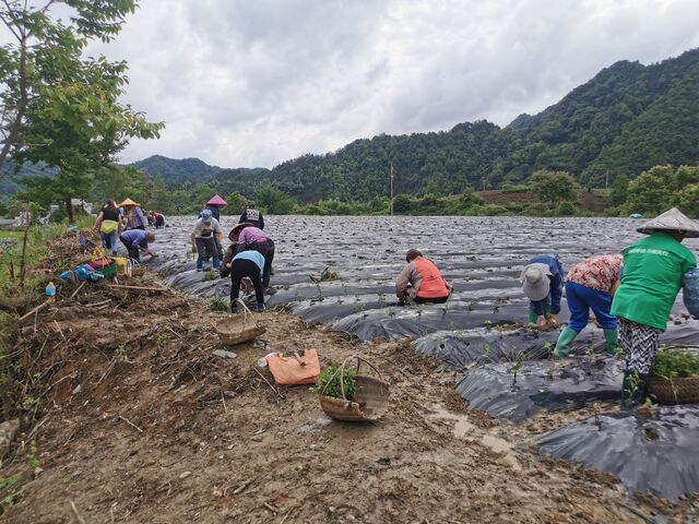 黟县美溪乡：聚力“双招双引” 打造“生态项目圈”