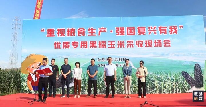 【三农报告】“两强一增”|歙县：500亩黑玉米成熟 助力粮油产业高质量发展