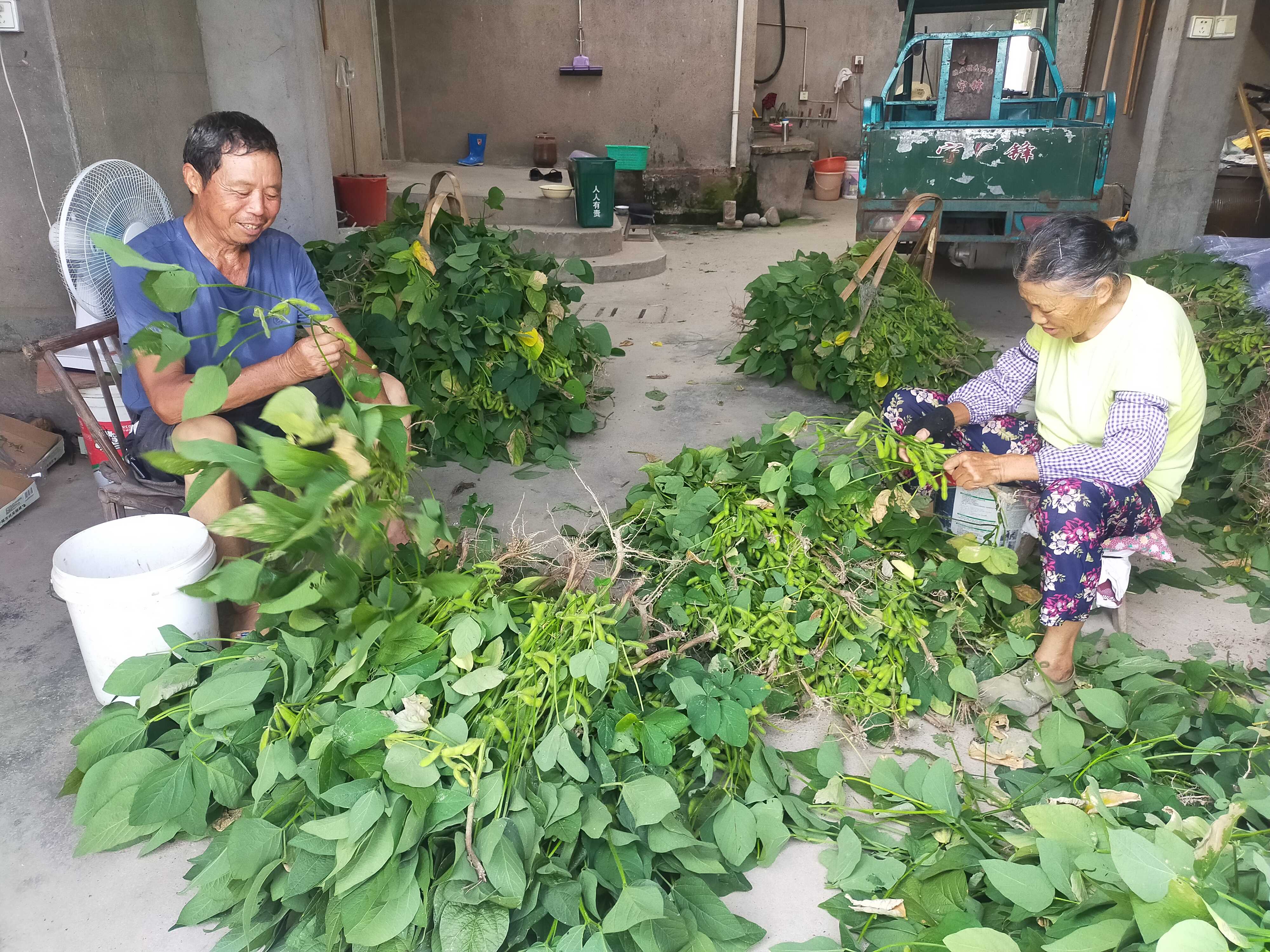 休宁县万安镇：千亩大棚蔬菜丰收季