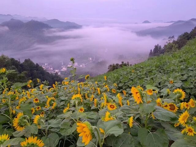 歙县石潭村：向日葵漫山盛开 美丽乡村宛如画