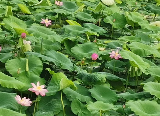 歙县许村镇：荷花绽放，添彩乡村