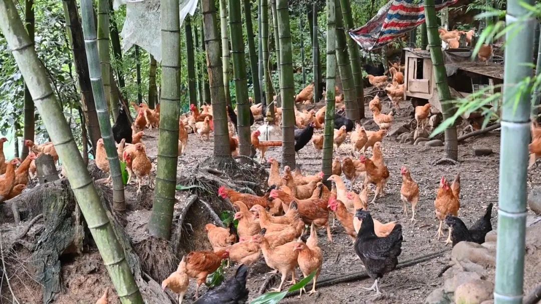 【奮進(jìn)新征程 建功新時(shí)代】芳村村：“特色農(nóng)業(yè)+旅游” 讓“空心村”變成“網(wǎng)紅村”