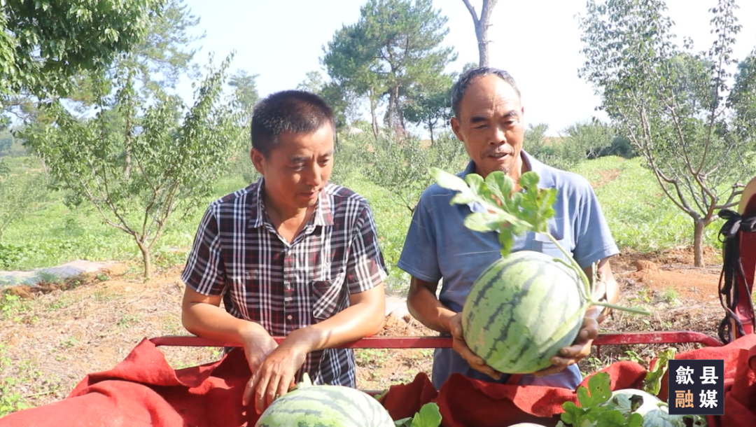 歙縣桂林鎮(zhèn)：西瓜喜豐收 鋪就致富路
