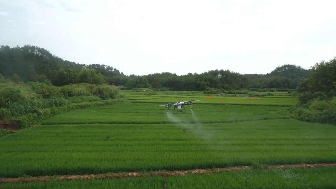 植保无人机助力绿色防控