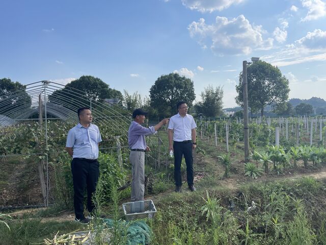 屯溪区屯光镇：抗旱保收出真招 精准服务助果农