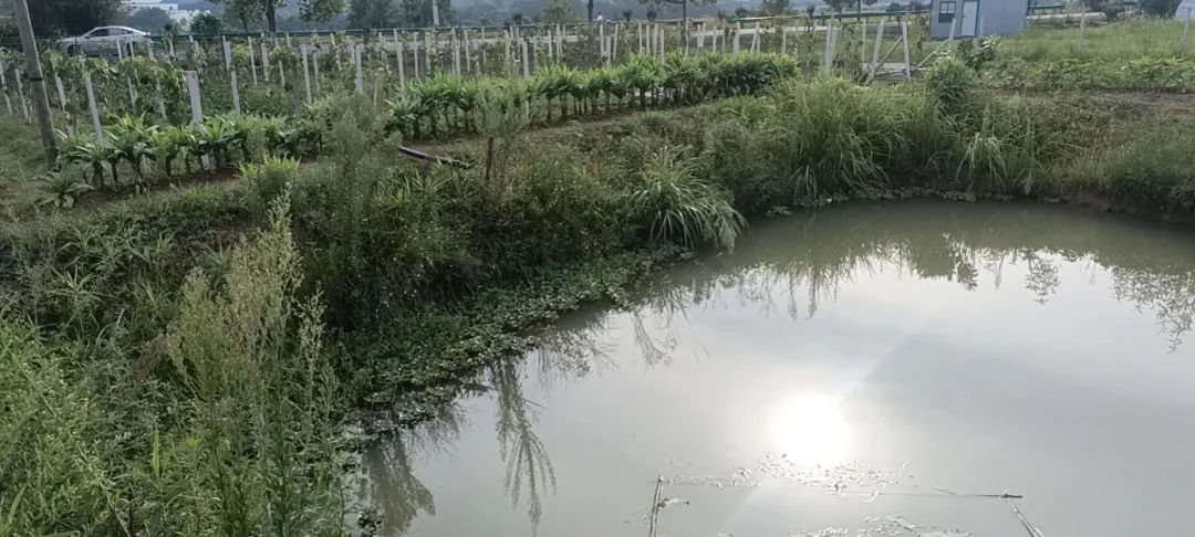 屯溪区屯光镇：抗旱保收出真招 精准服务助果农