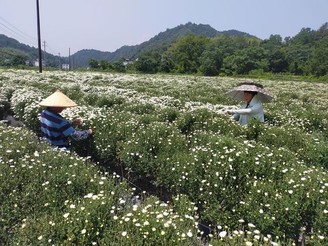 休宁县齐云山镇：“七月”菊喜获丰收