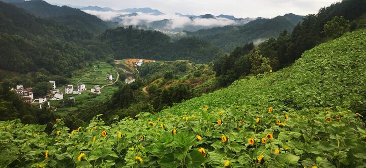 歙县霞坑镇：盛夏时节，葵花朵朵