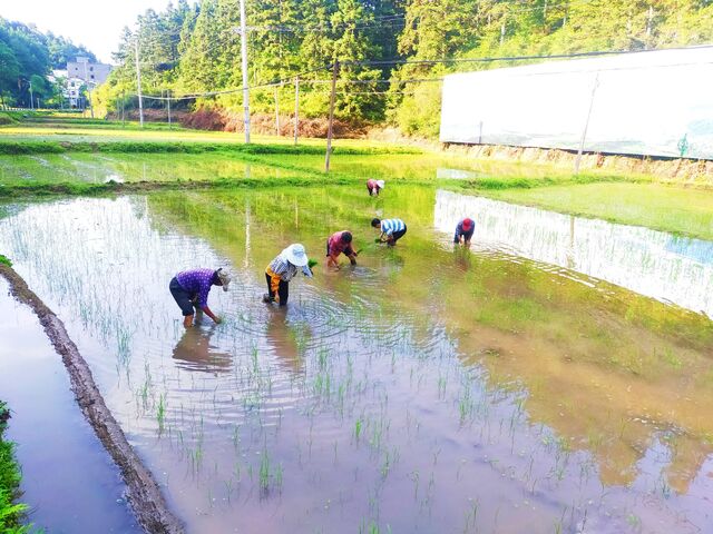 休宁县山斗乡：复垦地里种出希望粮