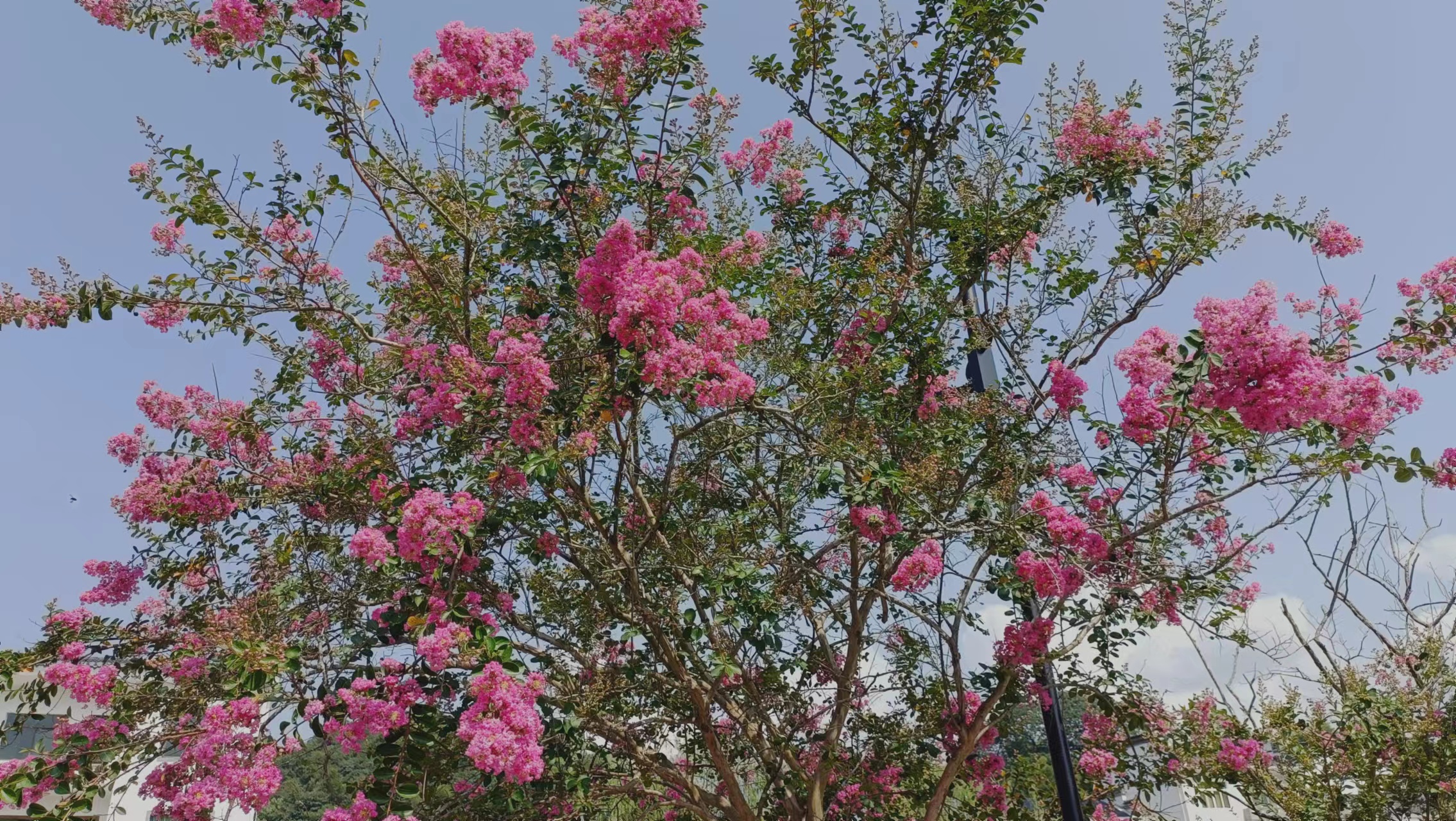 休宁县商山镇：紫薇花开美乡村