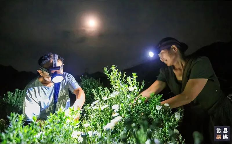 歙县溪头镇西坡村：错时采菊助增收